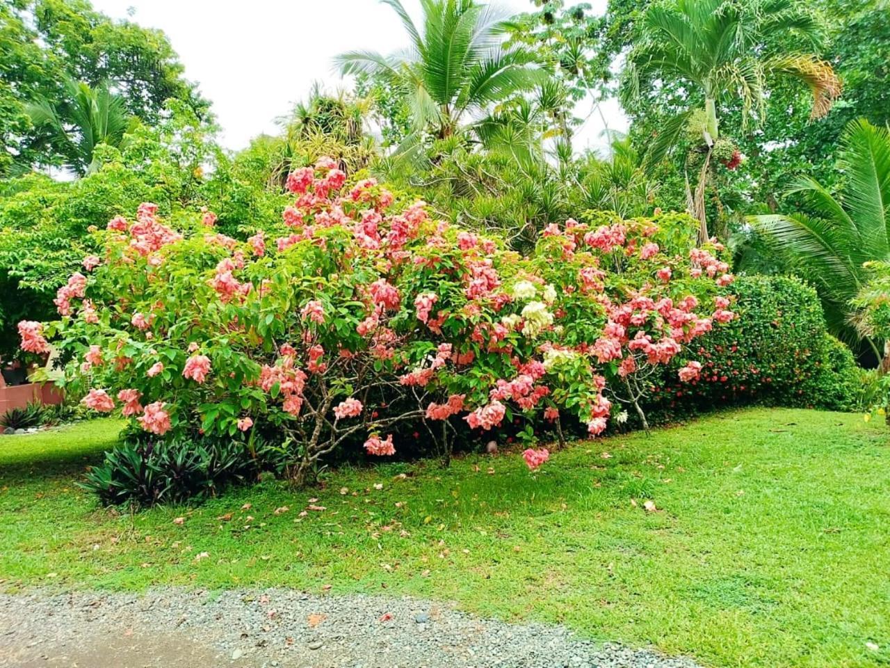 Hotel La Diosa Cahuita Esterno foto