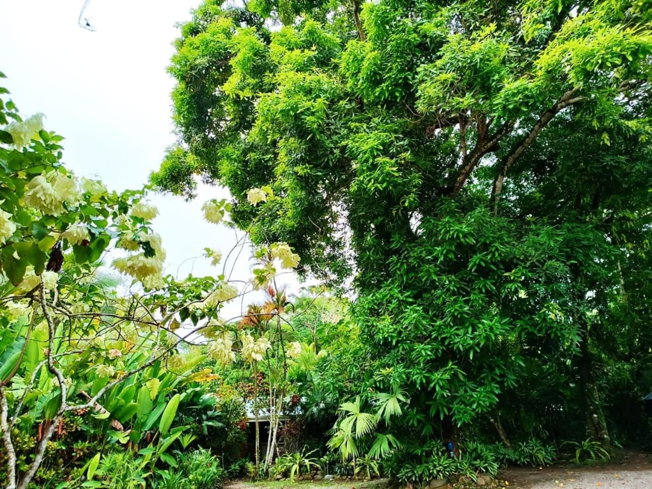 Hotel La Diosa Cahuita Esterno foto